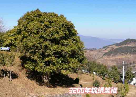 3200年古树茶，千年古韵：探索3200年历的茶树品种