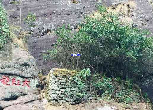 大红袍古树还有几棵树大概产量多少，探寻古老韵味：大红袍古树现存数量及预计年产量解析