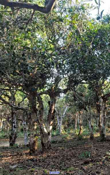 勐腊古茶树园饼：探寻云南勐海古树茶的价格与故事