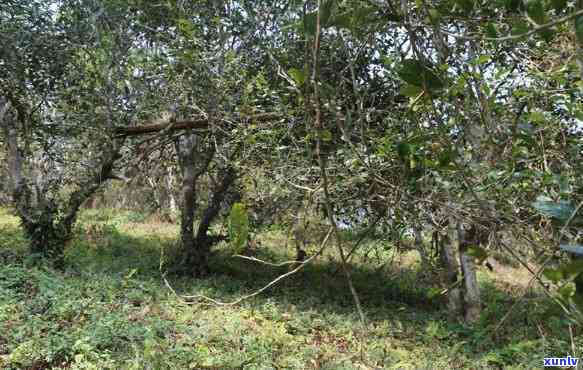 古树茶六大名山排名-古树茶六大名山排名榜