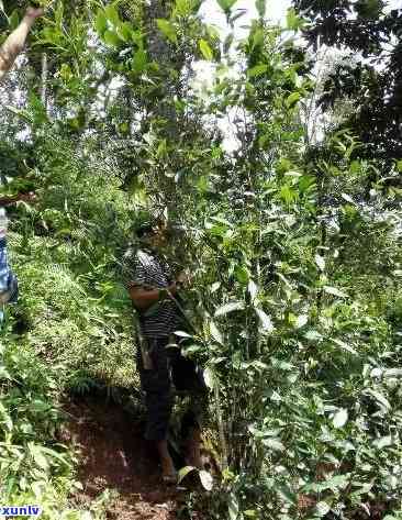 曼迈古树茶是哪里的-曼迈古树茶是哪里的茶叶