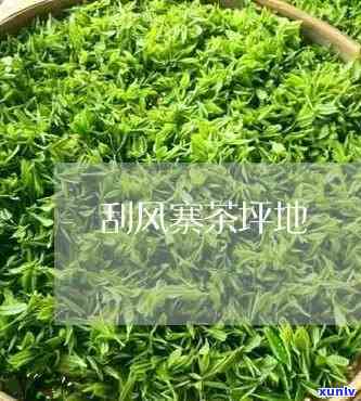 刮风寨茶坪古树茶的-刮风寨茶坪古树茶的特点