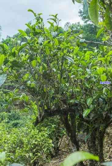 勐海开古树茶特点，探秘古老韵味：揭秘勐海开古树茶的独特魅力