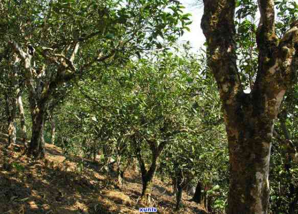 勐海县开古茶园：探索千年茶文化的神秘之地