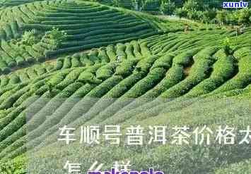 车顺号生茶历年价格-车顺号茶叶怎么样