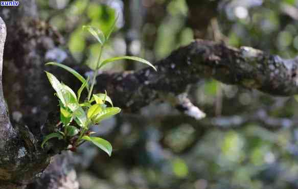 香竹箐古树茶介绍，探秘古老韵味：香竹箐古树茶的介绍与鉴