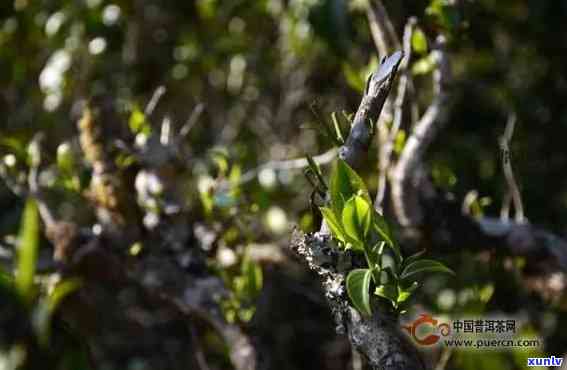 莽枝古树茶口感特点，探秘莽枝古树茶：独特的口感特点解析