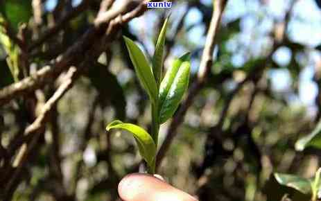 坝糯藤条古树茶口感，坝糯藤条古树茶：独特的口感体验