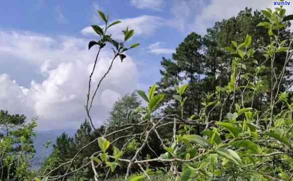 坝糯古树茶特点什么地区，探寻坝糯古树茶的独特魅力——揭秘其生长地区