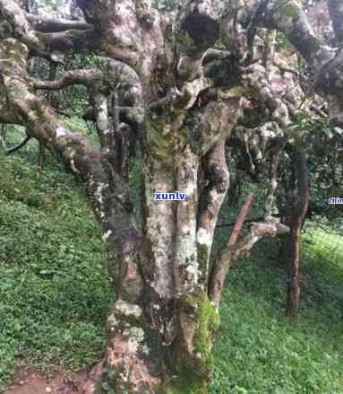 坝糯古树茶特点什么地区，探寻坝糯古树茶的独特魅力——揭秘其生长地区