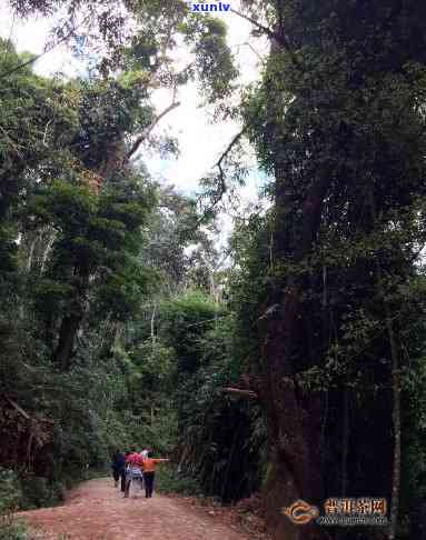 南糯山半坡寨普洱茶，探秘云南普洱茶的源头：南糯山半坡寨的茶叶之旅