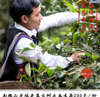 南糯山半坡寨古茶厂：2020年冰岛头春有机古茶园旗舰店