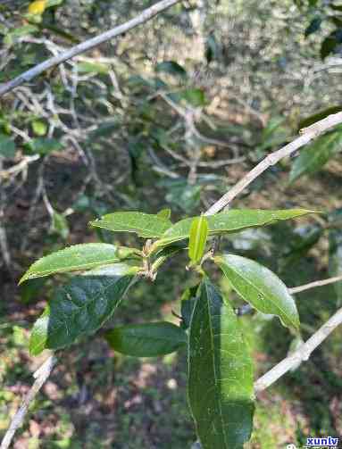 探索薄荷塘古树茶的香气：独特特点解析