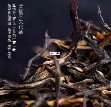 雨林古树茶负面新闻，揭露真相：雨林古树茶的负面新闻全解析