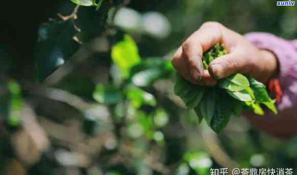 雨林古树茶企查查，探究雨林古树茶企查查：深度解析茶叶行业新趋势