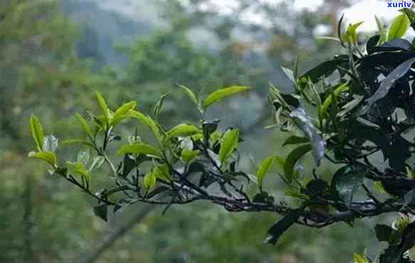 云南古树茶的特点与好处，探寻云南古树茶的魅力：特点与好处解析