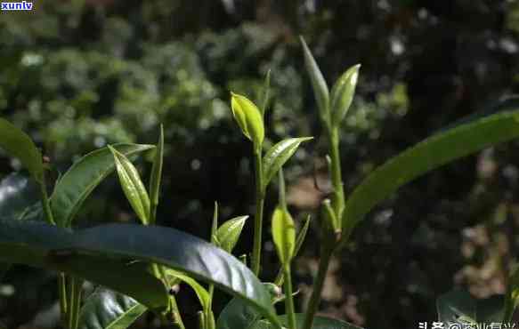 古树茶喝了会失眠吗，古树茶是否会导致失眠？一次探讨