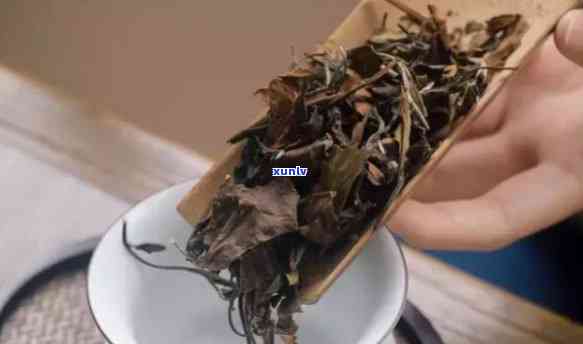 古树茶喝了会失眠吗，古树茶是否会导致失眠？一次探讨