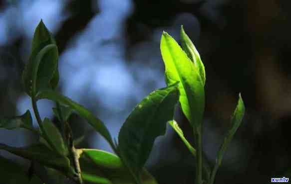 开古树茶口感特点-开古树茶口感的特点