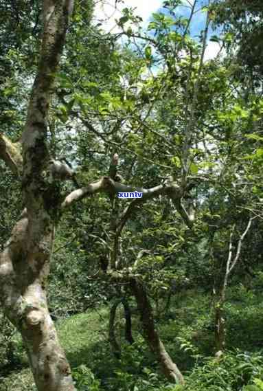 曼岗古树茶的特点，探秘古老韵味：曼岗古树茶的独特特点