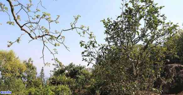 曼岗古树茶的特点，探秘古老韵味：曼岗古树茶的独特特点