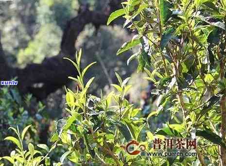 蛮砖古树普洱茶价格，探寻历韵味：蛮砖古树普洱茶的价格解析