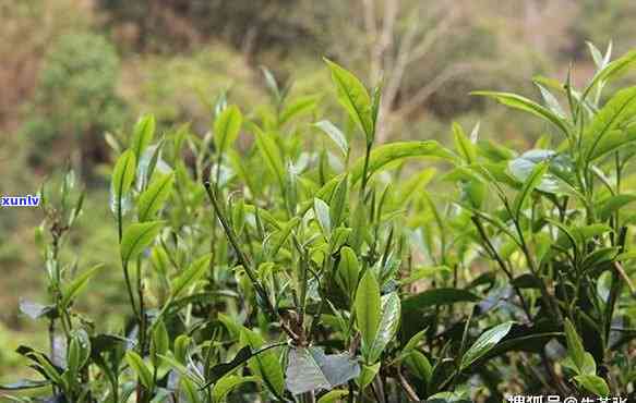 莽枝古树茶口感特点-莽枝古树茶口感特点介绍