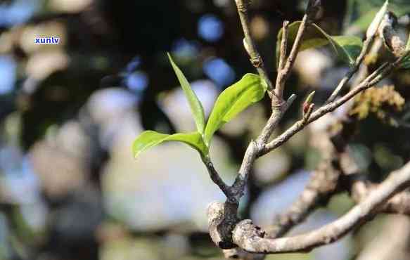 曼糯古树茶口感怎么样，《探秘古老韵味：曼糯古树茶的口感体验》