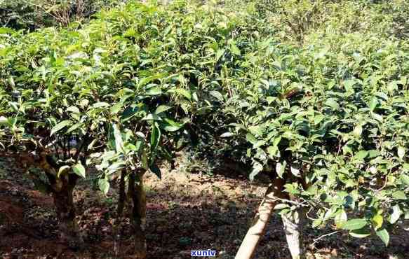 深度品鉴麻黑古树茶：特点与价格全解析