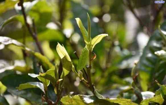 革登古树茶口感特点-革登古树茶口感特点是什么