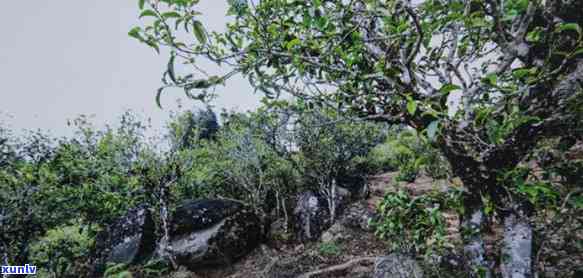 弯古树茶属于哪里-弯古树茶产自哪里