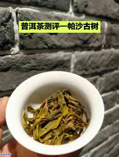 深度解析：帕沙古树茶口感特点分析