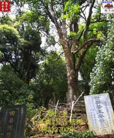 千家寨古树茶口感，探索千年韵味：千家寨古树茶的独特口感体验