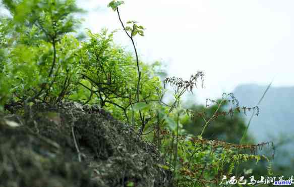 润生茶多少钱一盒，润生茶的价格：每盒多少元？