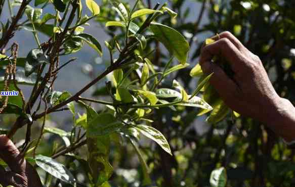 坝糯古树茶平均价位-坝糯古树茶价格