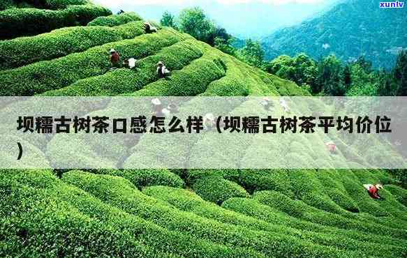 坝糯古树茶平均价位-坝糯古树茶价格