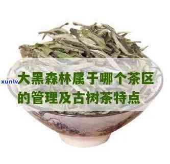 探索大黑森林古树茶的独特特点与魅力