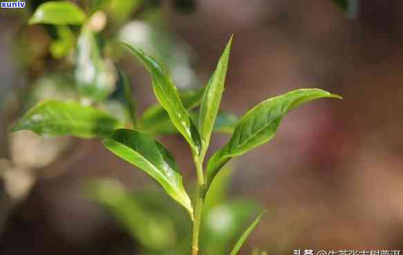 茶山箐普洱茶，探秘云南茶山：品尝箐普洱茶的独特韵味