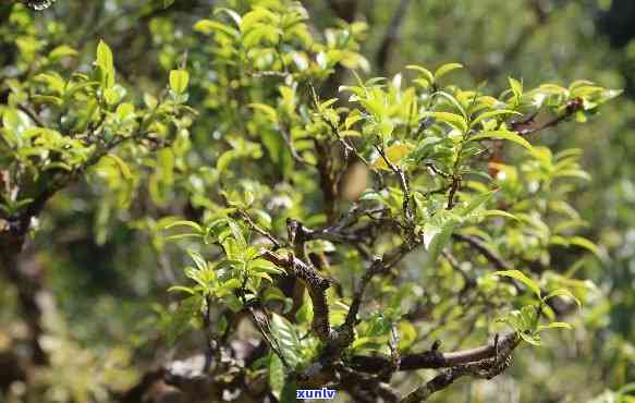 茶山箐古树茶多少钱-茶山箐的古树茶