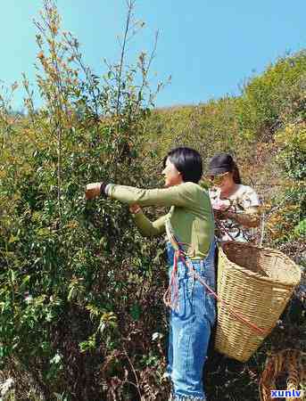 无量山古树茶的介绍与特点，探秘无量山古树茶：独特的介绍与特点解析