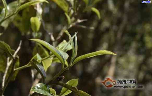 无量山古树茶的介绍与特点，探秘无量山古树茶：独特的介绍与特点解析