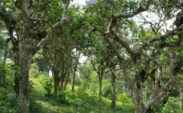 无量山古树茶的介绍与特点，探秘无量山古树茶：独特的介绍与特点解析