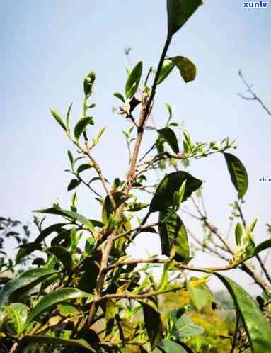 无量山古树茶有收藏价值吗，探究无量山古树茶的收藏价值