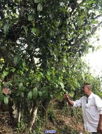 云南原生态8811号普洱茶：口感醇厚，回味悠长的新选择