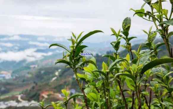 班盆古树茶属于哪个茶区，探寻班盆古树茶的产地：它属于哪个茶区？