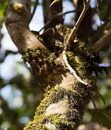 班盆古树茶在哪里，探寻班盆古树茶的神秘产地