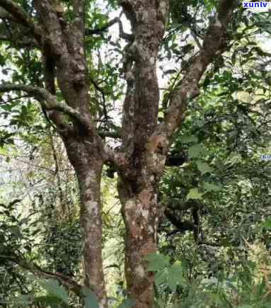 勐古树茶特点口感-勐古树茶是什么茶价格