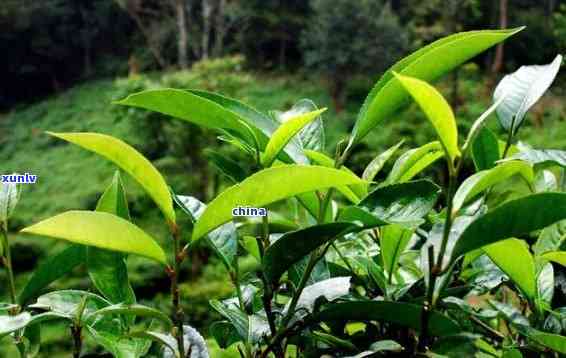 勐古树茶特点口感-勐古树茶是什么茶价格