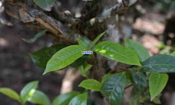 樟香古树茶是什么茶-樟香古树茶是什么茶种