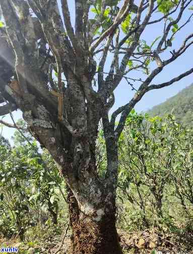 小勐峨古树茶的特点-小勐峨属于什么档次茶